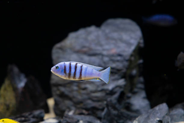 Acquario comunitario di acqua dolce con ciclidi colorati