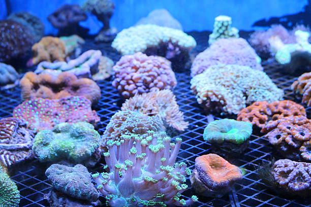 Acquario marino di barriera con coralli colorati