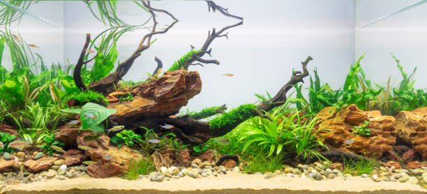 Acquario piantumato in stile aquascaping, con legni e rocce