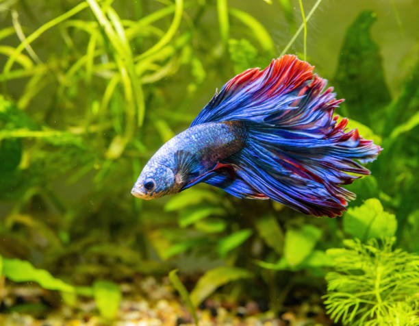 Pesce combattente Betta splendens blu e rosso