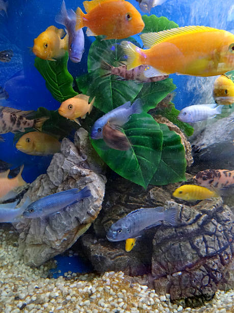 Ciclidi del lago Malawi colorati in acquario biotopo africano