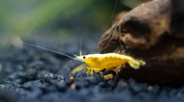 Gamberetto ornamentale Neocaridina in acquario nano