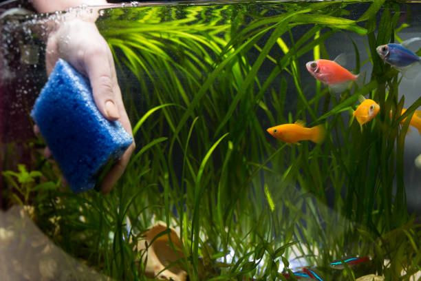 Acquario Ferplast con piante e pesci tropicali