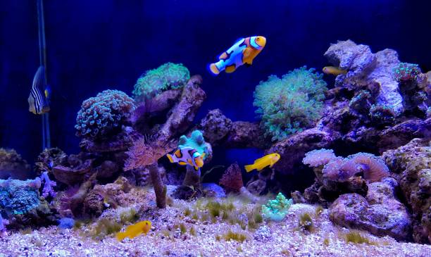 Nano acquario marino con coralli e pesci pagliaccio