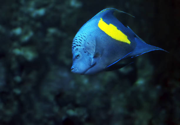 Pesce chirurgo blu su fondale corallino