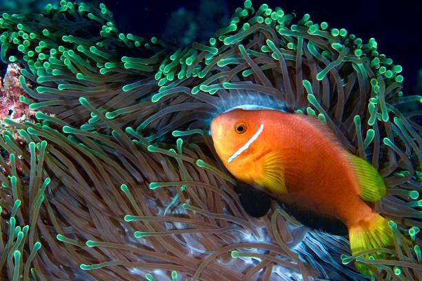Pesce pagliaccio tra i tentacoli di un anemone