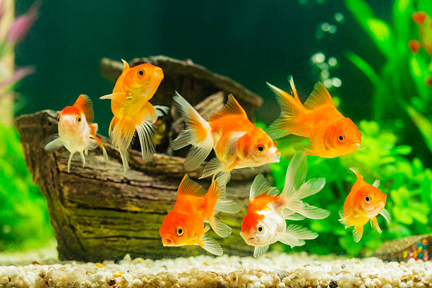 Pesci rossi (goldfish) in acquario con piante